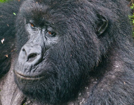 Rwandan gorilla