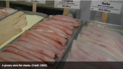 NYC CBS Local Footage of a Fish Counter